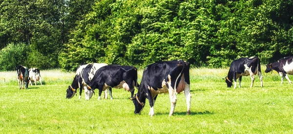 Grupo Vacas Holandesas Prado — Fotografia de Stock