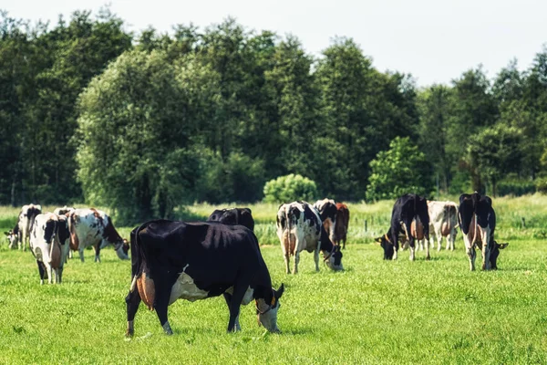 Grupo Vacas Holandesas Prado — Fotografia de Stock