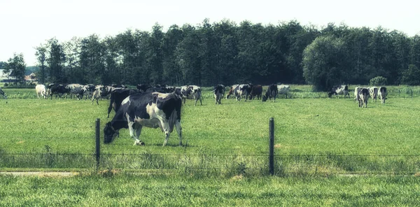 Groep Van Holstein Koeien Een Weide — Stockfoto