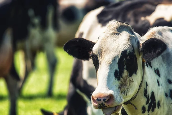 Portret Van Nieuwsgierig Holstein Koe Vee Weide — Stockfoto