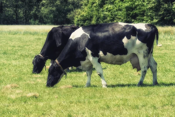 Holstein Friesian Vaca Pastando Grama Curta — Fotografia de Stock