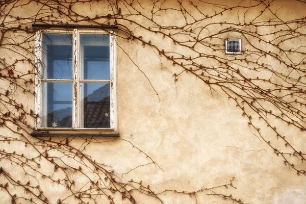 Prague, Çek Cumhuriyeti - Nisan 04: duvar ve pencere kaplı üzüm ile