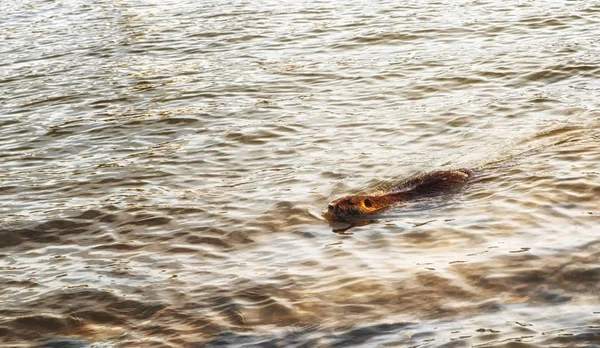 Semiaquatic Aquatic Muskrat Medium Sized Rodent Perfectly Home Water Year — Stock Photo, Image