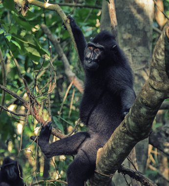 Celebes siyah ince kenarlı makak Tangkoko doğa rezerv portresi.