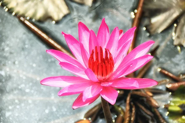 Beautiful Pink Sacred Lotus Flower Water Lily Blooming — Stock Photo, Image