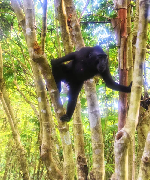 Retrato Macaco Crista Preta Celebridades Reserva Natural Tangkoko — Fotografia de Stock