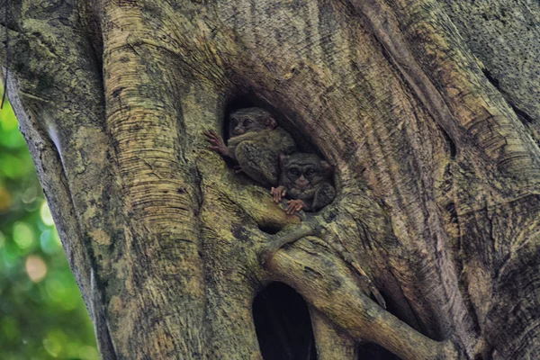 Belo Primata Noturno Minúsculo Tarsier Sentado Uma Árvore Enorme Horas — Fotografia de Stock