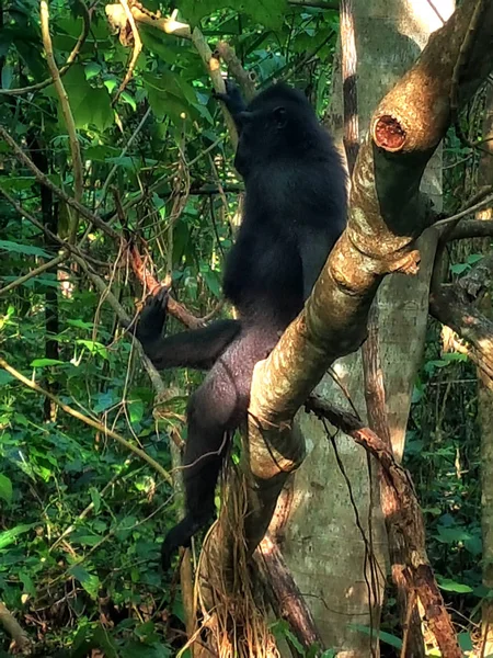 Ritratto Una Celebrità Macaco Dalla Cresta Nera Nella Riserva Naturale — Foto Stock