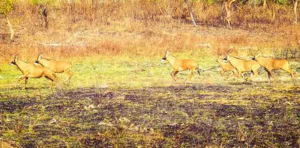 Kudde Van Mooie Zeer Geheimzinnige Roan Antelope Running — Stockfoto