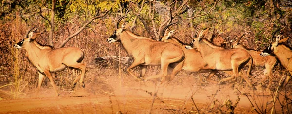 Troupeau Magnifiques Antilopes Roan Très Secrètes — Photo