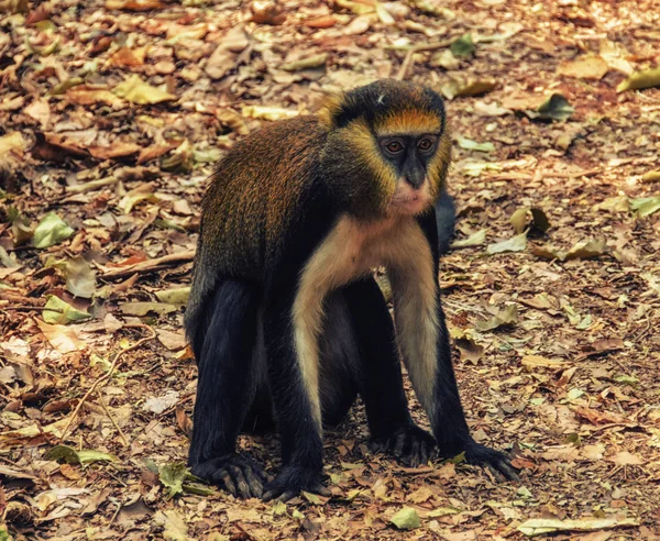 Apa Porträtt Cercopithecus Mona Ghana — Stockfoto