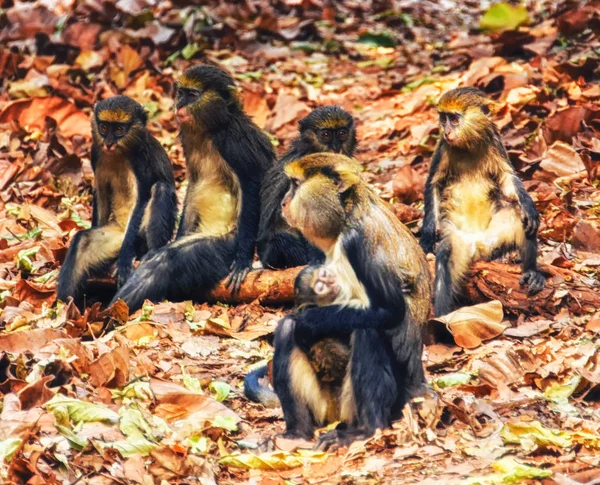 Портрет Обезьяны Cercopithecus Mona Гане — стоковое фото