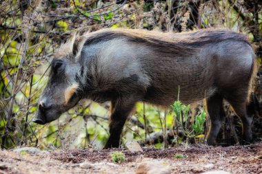 Ortak bir yaban domuzu portresi