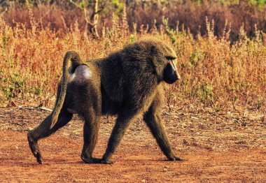 Erkek Hamadryas babunu (Papio hamadrya), Gana, Afrika yürüyüş
