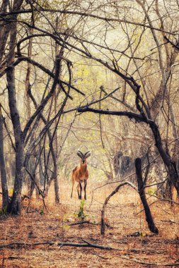 Woodlands Gana, Afrika kameradan bakan erkek yalnız Impala