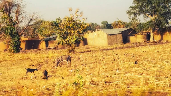 Kulaté Hliněných Domů Kmene Talensi Tongo Ghana — Stock fotografie