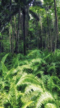 UNESCO tarafından biyosfer rezervi, Principe, Sao Tome ve Principe, Atlantik Okyanusu, Afrika