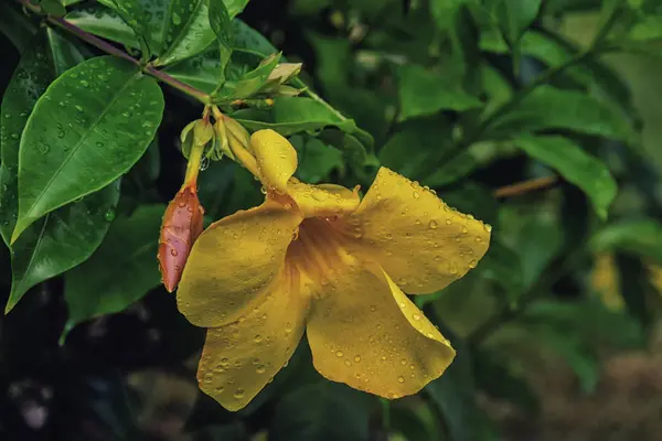 Tropikalny Kwiat Bliska Sao Tome Principe — Zdjęcie stockowe