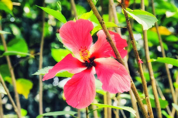 熱帯の花はサントメ プリンシペ クローズ アップ — ストック写真