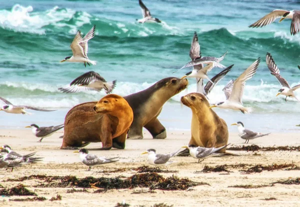 León Marino Australiano Neophoca Cinerea — Foto de Stock