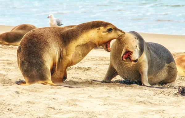 Australian Sea Lions Neophoca Cinerea Jugando Playa Kangaroo Island Australia — Foto de Stock