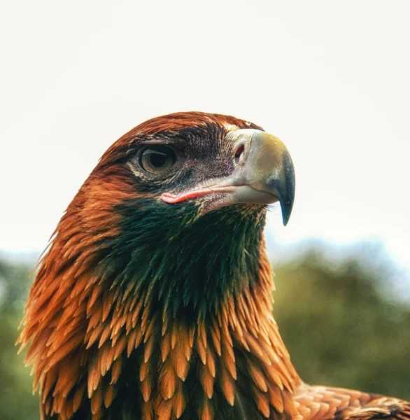 Portret Australijski Orzeł Aquila Audax — Zdjęcie stockowe