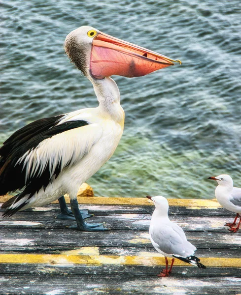 Australian Pelican Pelecanus Conspicillatus Fish Its Beak — Stock Photo, Image