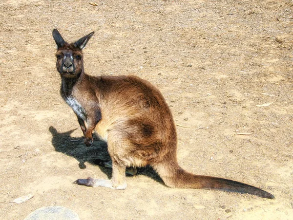 红袋鼠 澳大利亚袋 Canguro 猪的垂直图像 — 图库照片