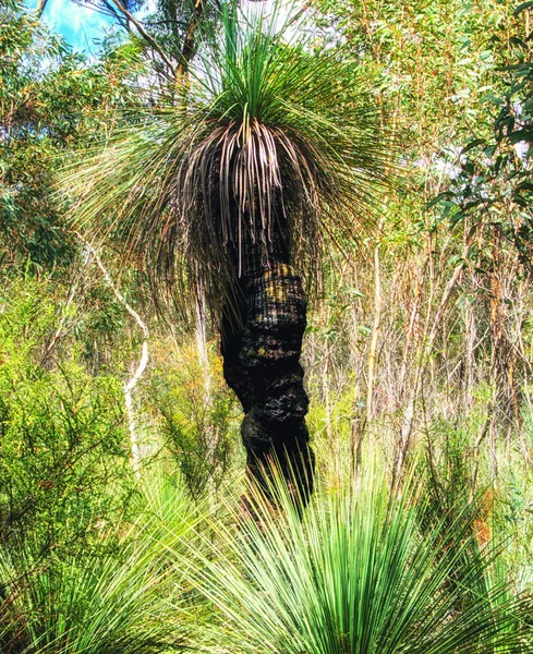 Arbre Herbe Xanthorrhoea Nouvelle Galles Sud Australie — Photo