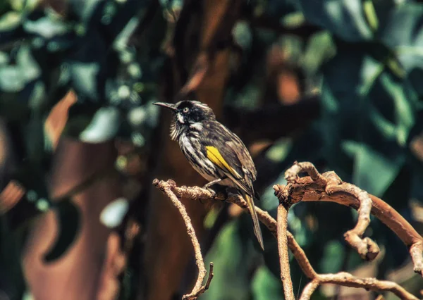 なグレビレアくも花の枝に新しいオランダ リージェントハニーイーター鳥 — ストック写真