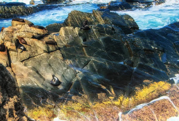 Печать Скалах Стоящих Перед Входящими Волнами Побережье Острова Кангероо Австралия — стоковое фото