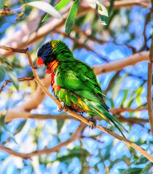 Regenbogenlorikeet Oder Lory Trichoglossus Haematodus Einzelner Vogel Auf Zweig — Stockfoto