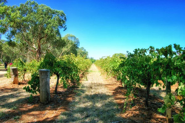 Vineyards Barossa Valley South Australia One Australia Premier Wine Making — Stock Photo, Image
