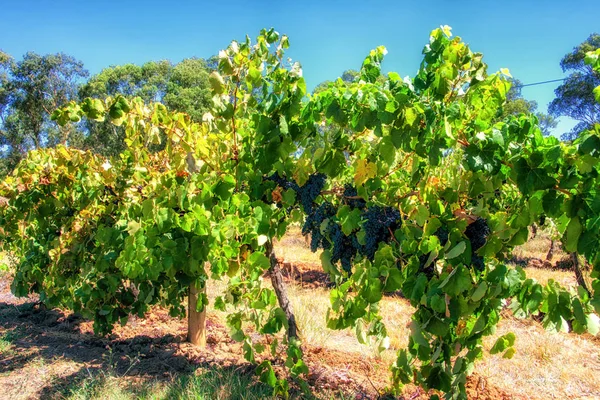 Vineyards Barossa Valley South Australia One Australia Premier Wine Making — Stock Photo, Image