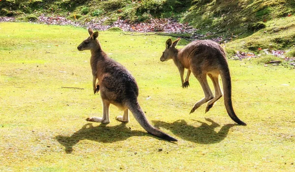 Kangoeroe Wildlife Tasmania Australie — Stockfoto