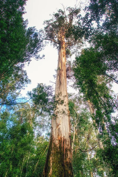 Arbre Énorme Forêt Tropicale Tasmanie — Photo