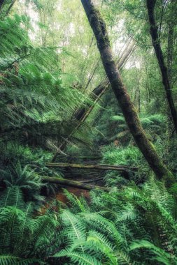 Ilıman yağmur ormanları, Cradle Mountain-Lake St Clair Milli Parkı, Tazmanya, Avustralya