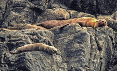 Rahatlatıcı ve kayada, Abel Tasman Ulusal Parkı, Tazmanya, Avustralya güneşlenme foklar