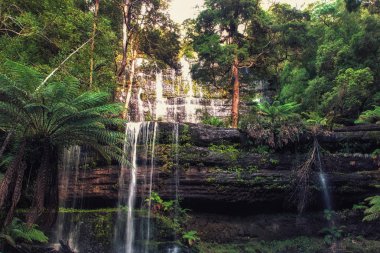 Russel Şelaleleri yemyeşil yağmur ormanlarında. Mount Field Ulusal Parkı, Tazmanya, Avustralya