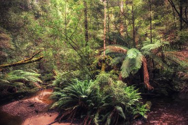 Ilıman yağmur ormanları, Cradle Mountain-Lake St Clair Milli Parkı, Tazmanya, Avustralya