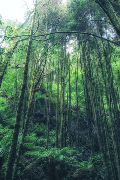 Forêt Pluviale Tempérée Cradle Mountain Lake Clair National Park Tasmanie — Photo