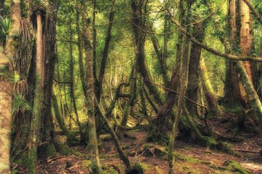 Ilıman yağmur ormanları, Cradle Mountain-Lake St Clair Milli Parkı, Tazmanya, Avustralya