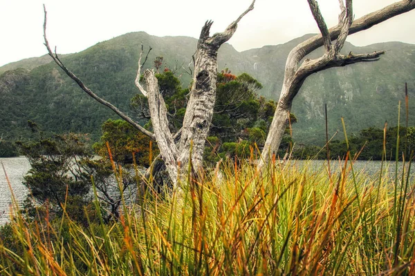 Kolebką Góry Jeziora Dove Cradle Mountain National Park Tasmania Australia — Zdjęcie stockowe