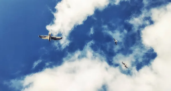 Vista Ángulo Bajo Las Gaviotas Volando Contra Cielo Azul Claro —  Fotos de Stock
