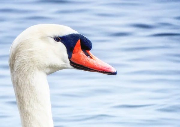 Retrato Cercano Del Cisne Joven —  Fotos de Stock