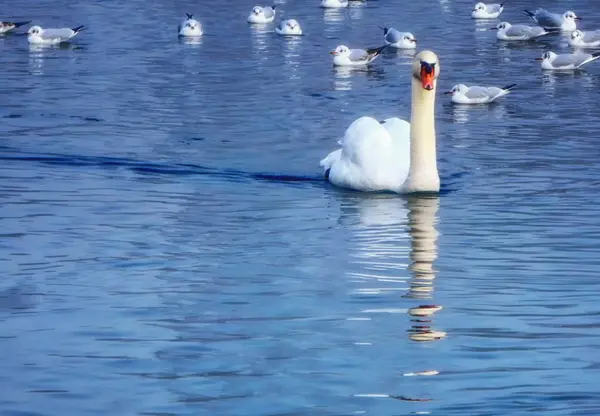 Swan Niebieskie Wody Jeziora Otoczony Przez Seagulls — Zdjęcie stockowe