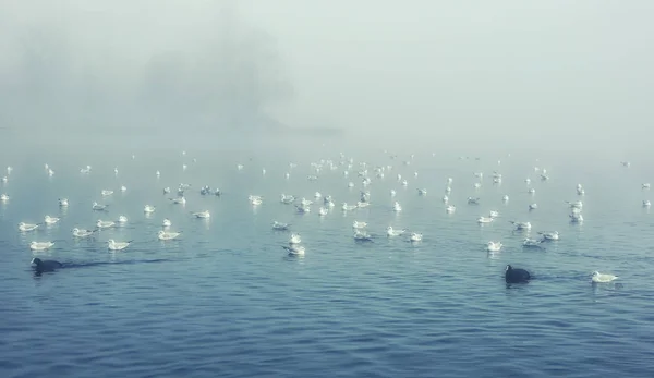 Lago Azul Brumoso Con Gaviotas —  Fotos de Stock