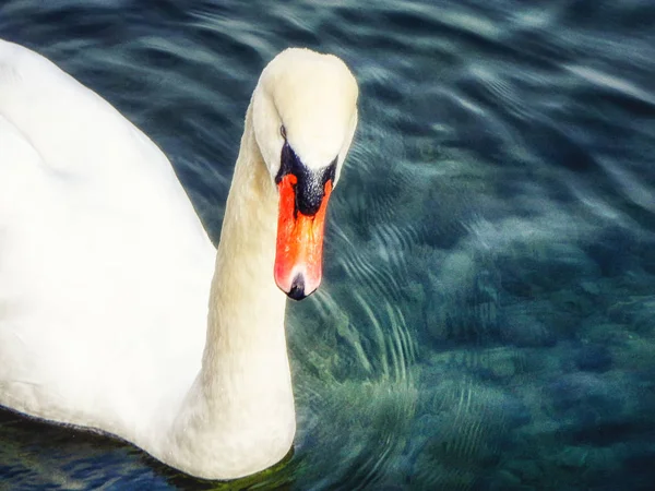 Retrato Próximo Cisne Jovem — Fotografia de Stock