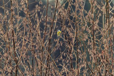 Kış arka planlar: Büyük baştankara dal.