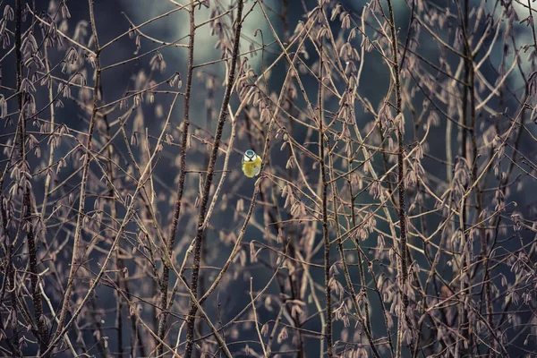 枝に冬の背景 シジュウカラ — ストック写真